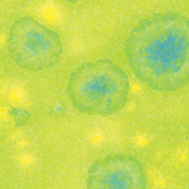 CTL-41 MELON 472ml