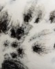 CG977 INK SPOTS