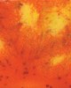 CG954 WILDFIRE