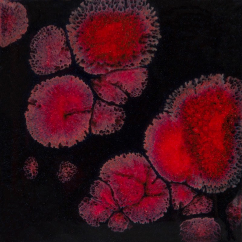 CG779 BLACK OPAL