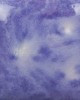 CG1006 PURPLE REIGN