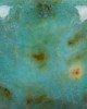 CG1008 BLUE GUPPY