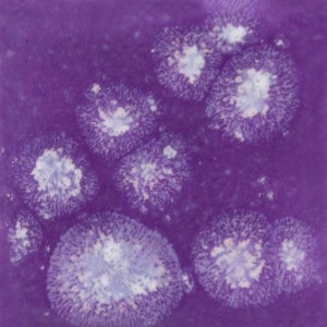 S2723 GRAPE DIVINE
