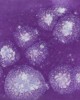 S2723 GRAPE DIVINE