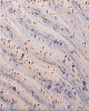 PCF-16 AURORA BREEZE  - 472ml